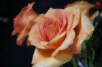 Альбом «Цветы», фотокартина 8