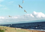 Альбом «Байкал», фотокартина 11
