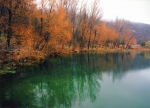Альбом «Цветы», фотокартина 3